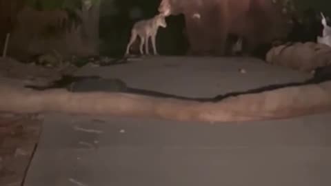 UNLIKELY FRIENDS A bear and a coyote