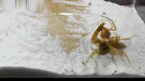 Camel spider VS poisonous scorpion