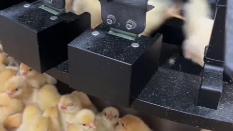 chick vaccination process