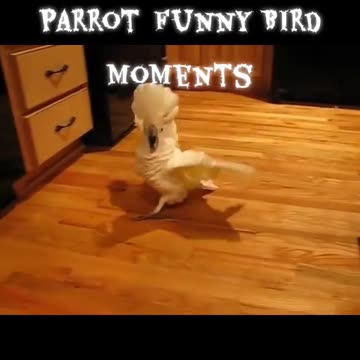 Angry Cockatoo Parrot Funny Bird Moments