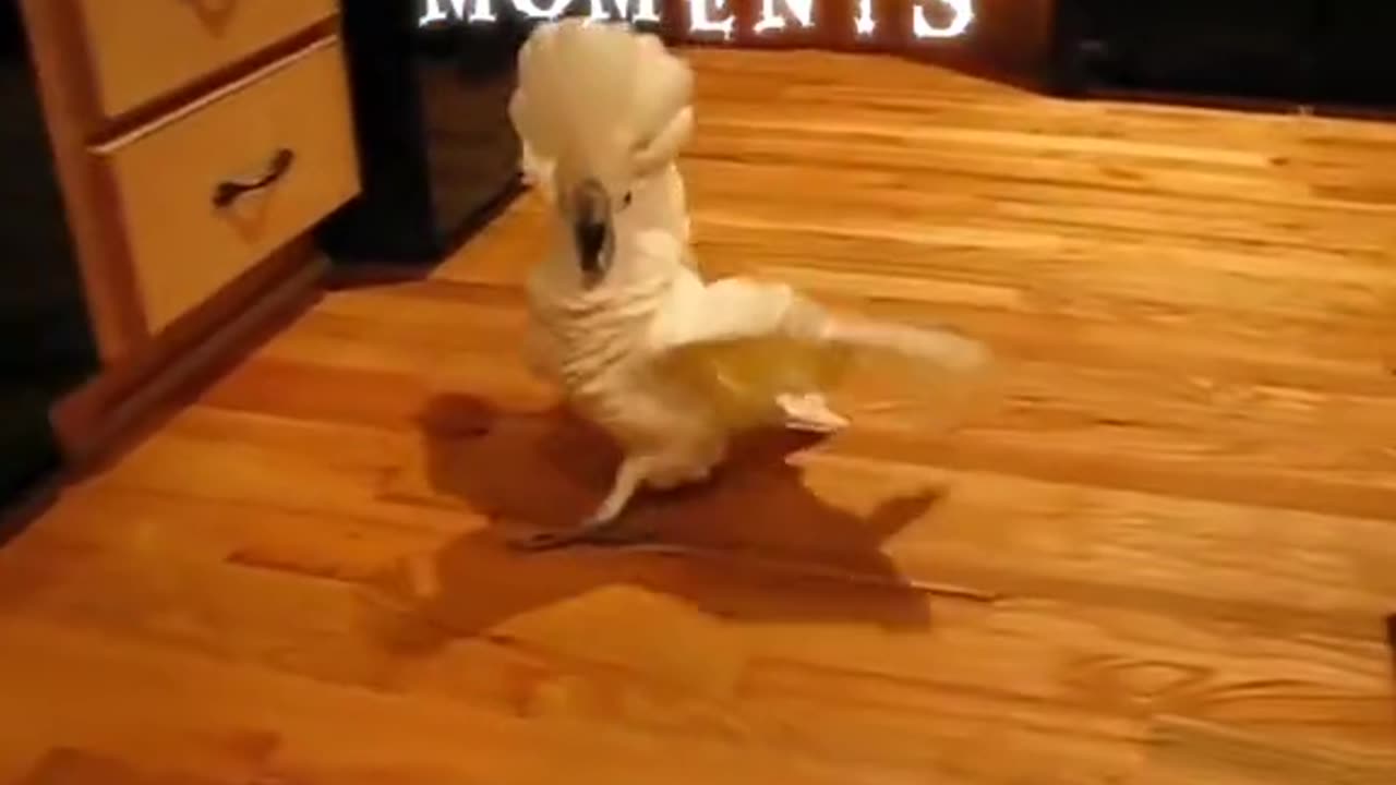 Angry Cockatoo Parrot Funny Bird Moments