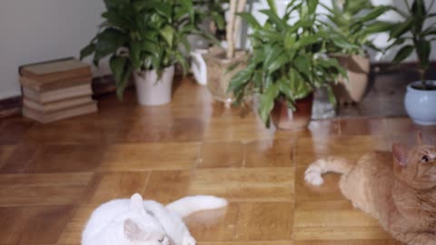 This Lovely Cat Will Melt Your Heart — Cuteness Overload! ✨🐾