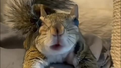 I saw a man working, giving water to a heat-stricken squirrel