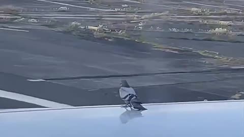 😮✨ He Just Wanted a Free Ride—You Won't Believe What Happened! | FeedMyCuriosity