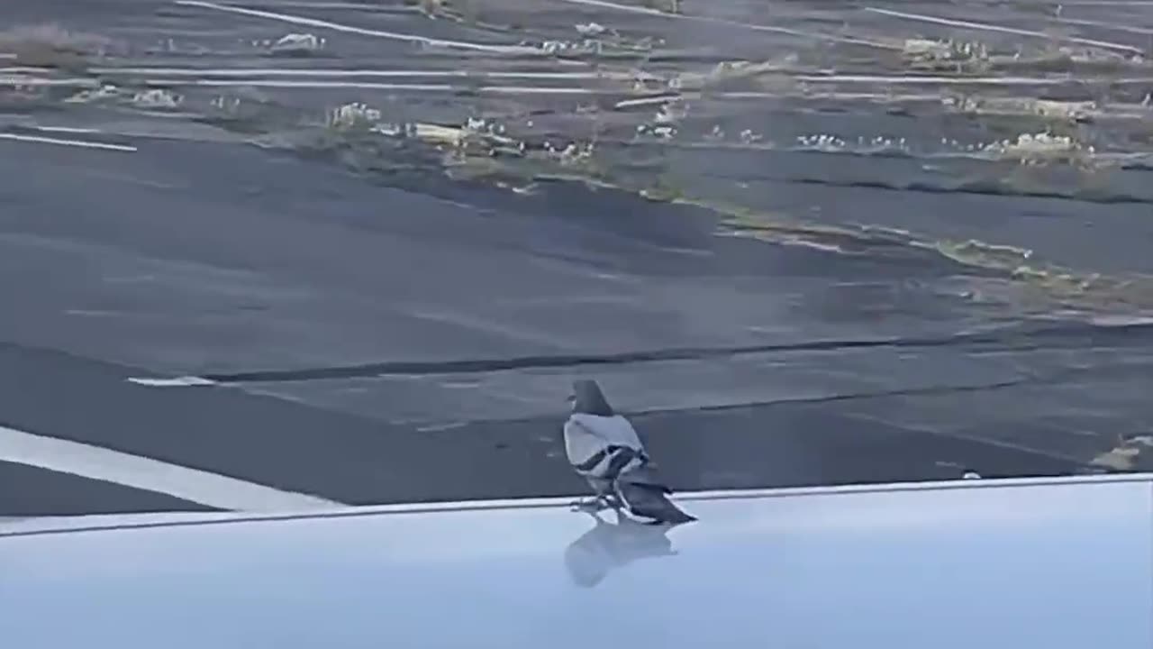 😮✨ He Just Wanted a Free Ride—You Won't Believe What Happened! | FeedMyCuriosity