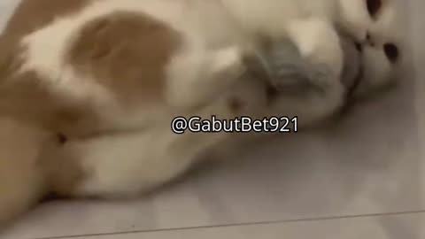 funny cat