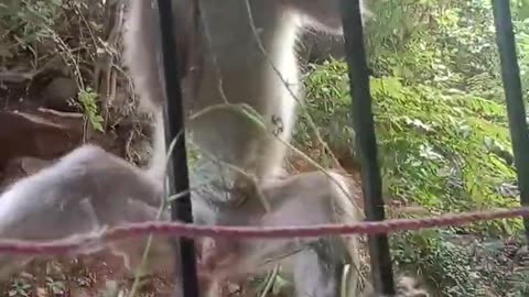 monkeys wild life in the city