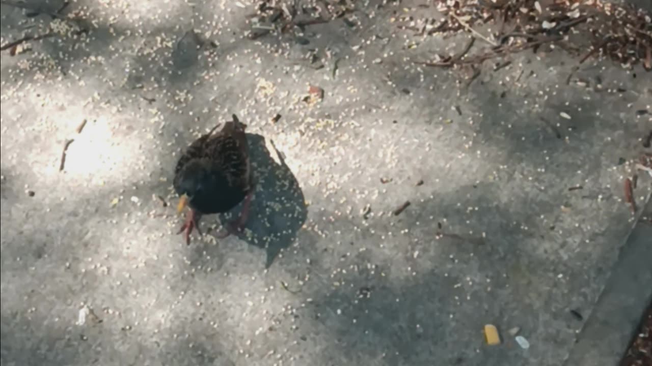 Starling bird