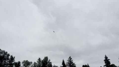 eagle flies over the frisbee field