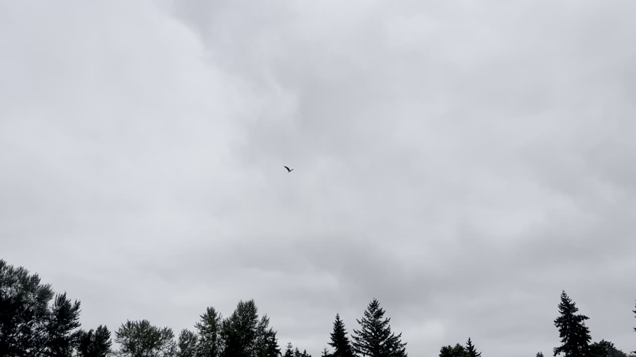 eagle flies over the frisbee field