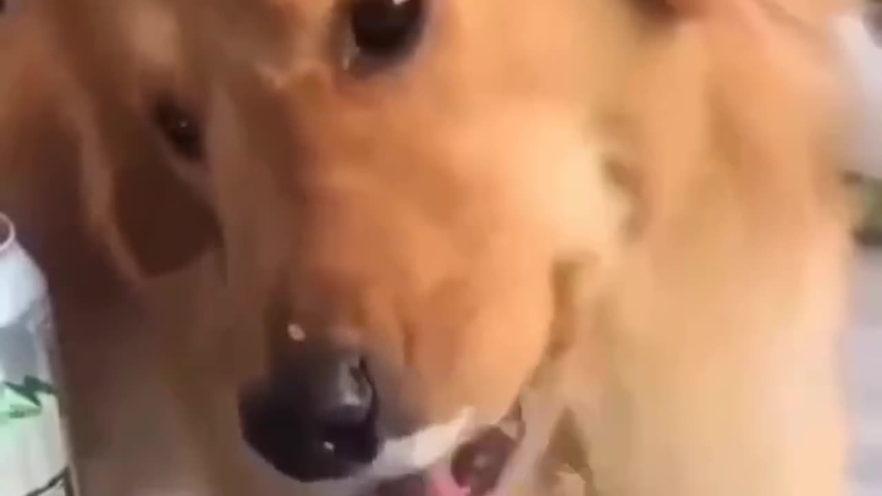 A violent dog