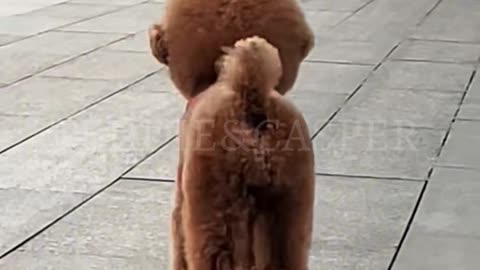Puppies playing