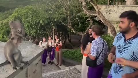 🤣🐒 You Won't Believe What These Naughty Monkeys Did! | FunFM