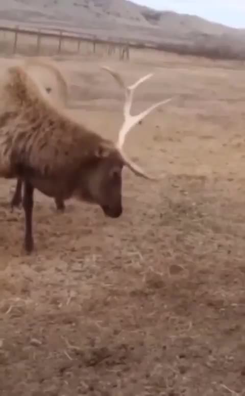 Så skönt det måste vara att bli av med ett jättehorn - speciellt när man bara har ett kvar! ☺️