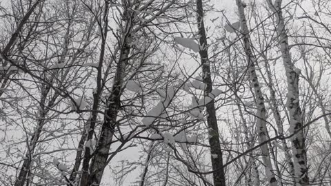 A snowy adventure in the forest.