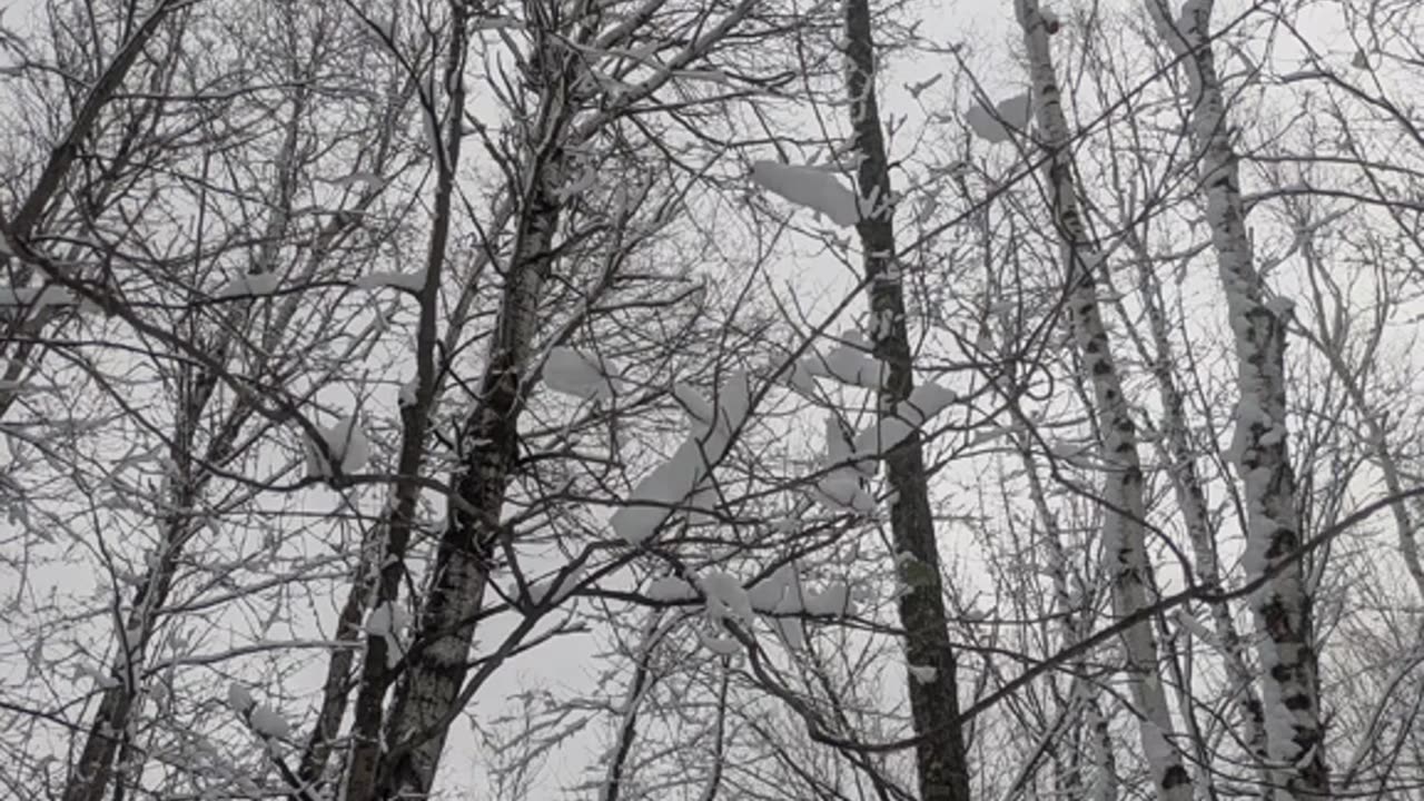 A snowy adventure in the forest.