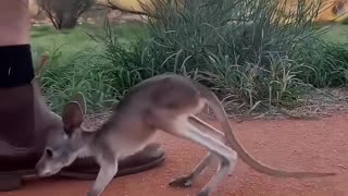 This family found a weak abandoned kangaroo on the lawn