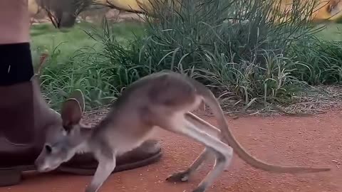 This family found a weak abandoned kangaroo on the lawn