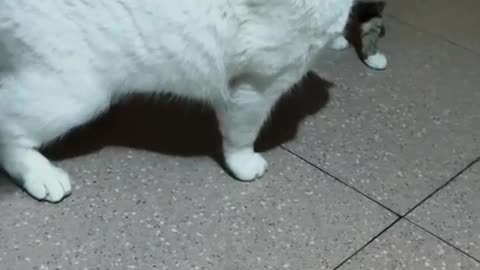 Cat Wrestling