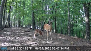 The Woods – 06/25/2025