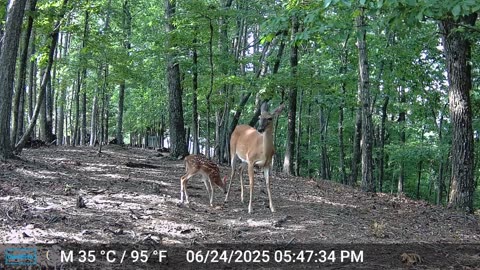 The Woods – 06/25/2025