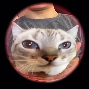 When your cat escapes and your neighbor returns him.. 😅