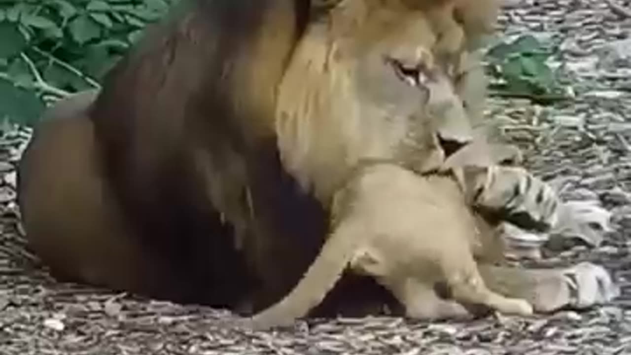 animals