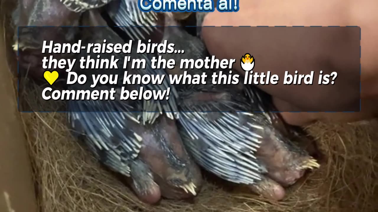 Hand-raised birds... they think I'm the mother 🐣💛 Do you know what this little bird is?