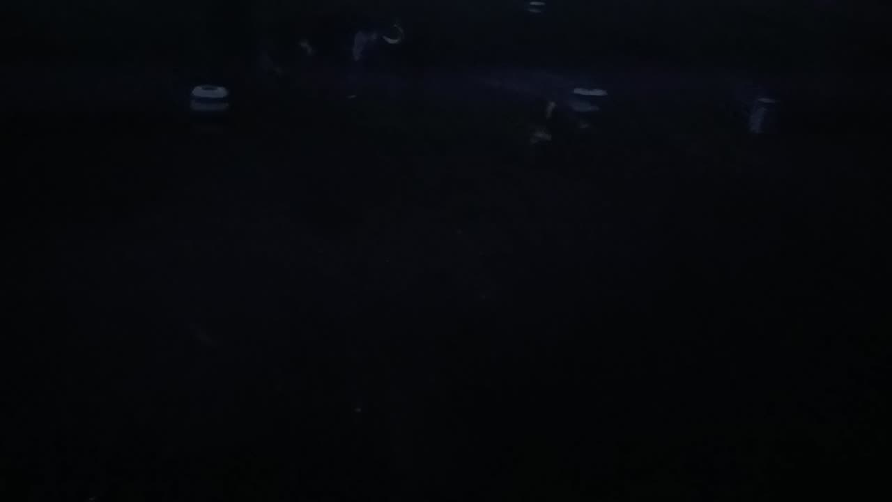 Lil1 is reactive to greyhounds due 2 one coming 4 face offs