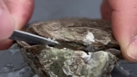 This is a bad oyster #oysters #oystertastetest #seafood