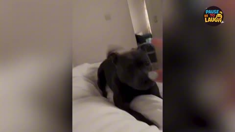 These Dogs Will Make You Cry Laughing! 😂🐾 Ultimate Funny Compilation