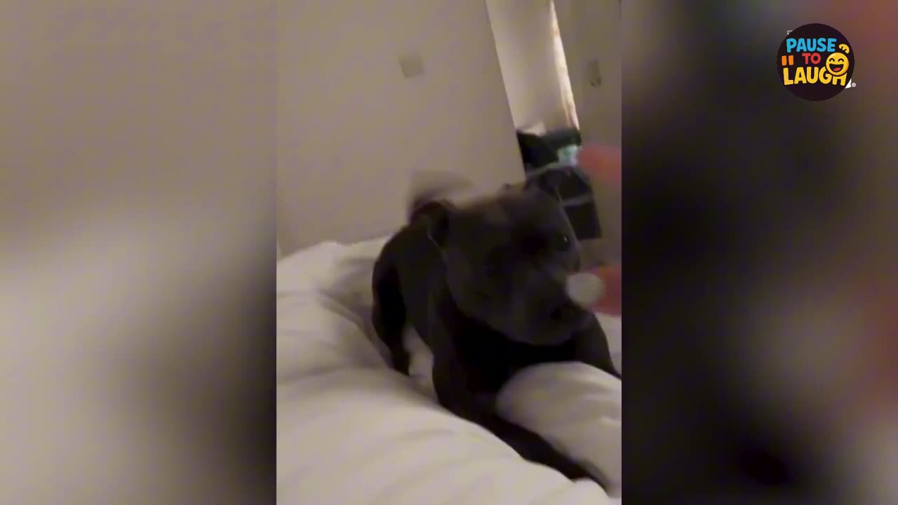These Dogs Will Make You Cry Laughing! ๐๐พ Ultimate Funny Compilation