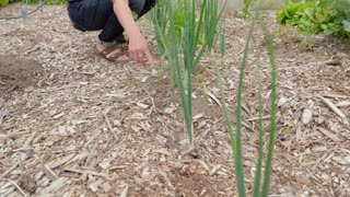 Trying to Grow More Food with Less Work? Watch This First (July Garden Tour)