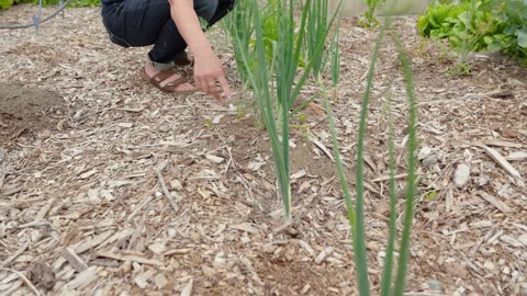 Trying to Grow More Food with Less Work? Watch This First (July Garden Tour)