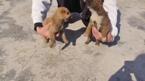 Funniest Cats and Dogs Clip 2025😼🐶Try Not To Laugh😜