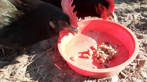 Beans & Rice for my Chickens