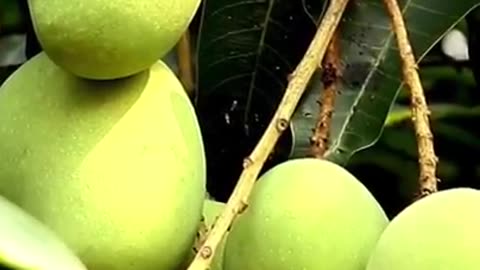 Health Benefits of Raw Mango