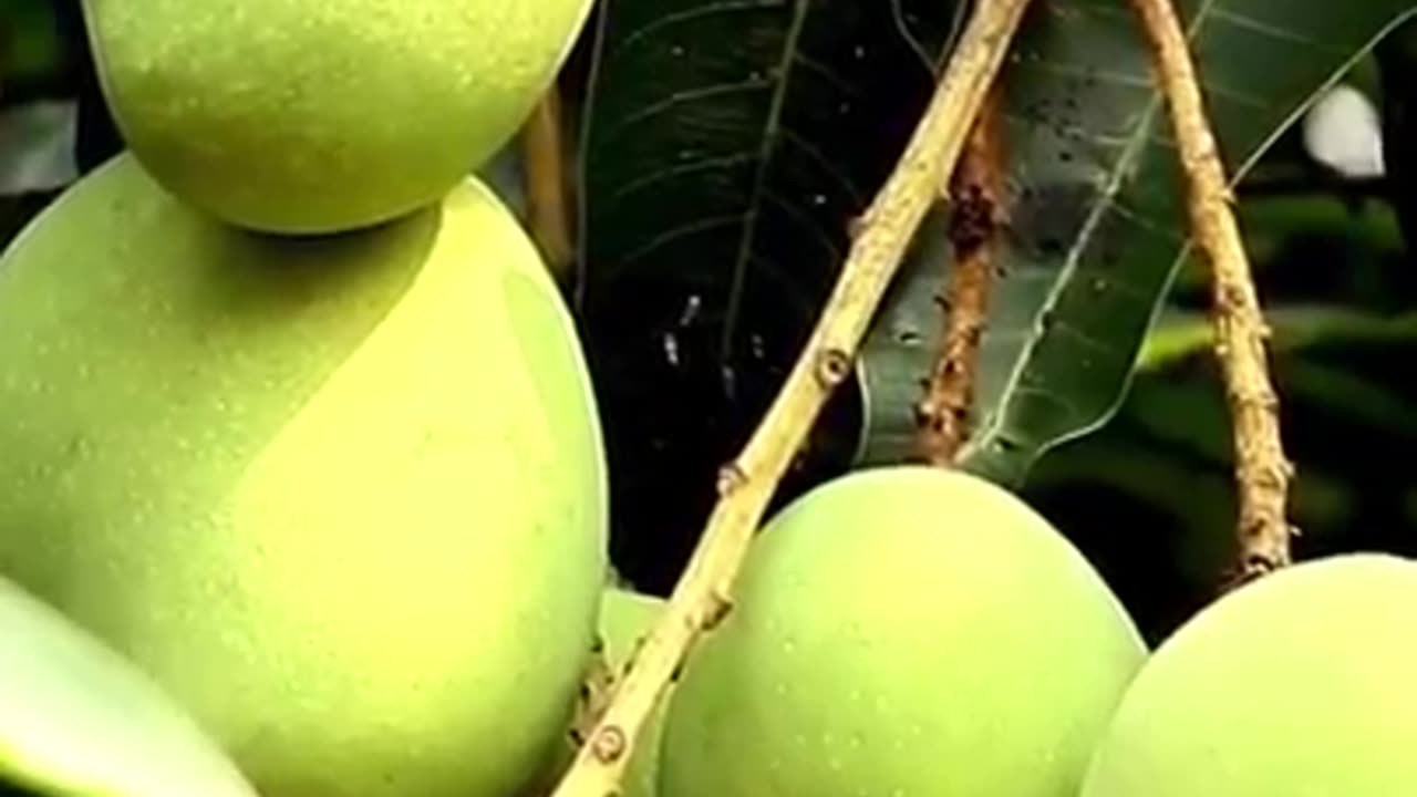 Health Benefits of Raw Mango