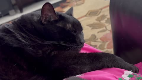 Cute Precious Piper is My Little Sleeping Lap Cat - Adopting a Cat from a Shelter Vlog