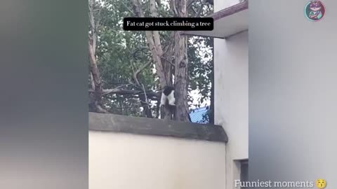 Funny animal reaction