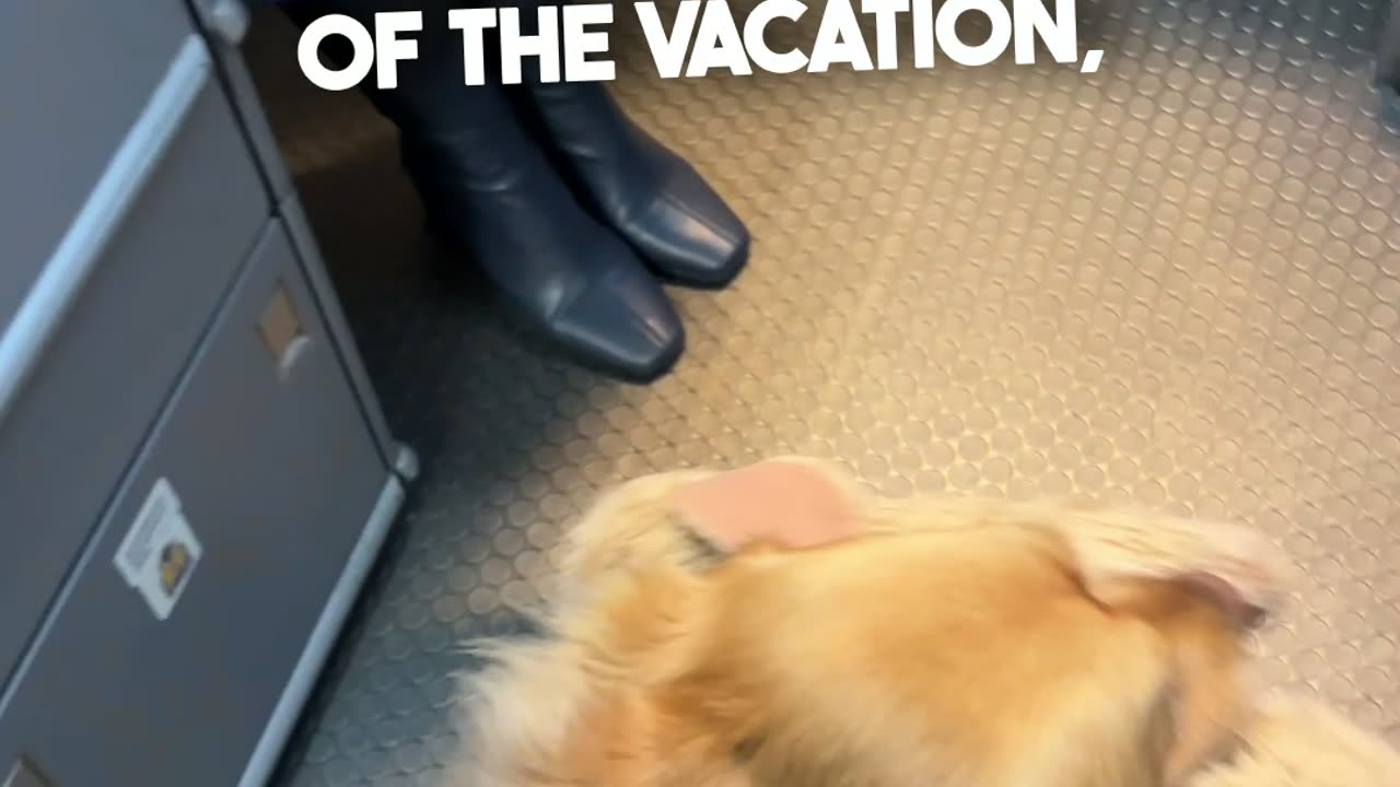 Golden Retriever's VIP travel companion...😍
