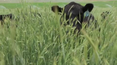 Healthy grass translates into Nutrient Dense Beef. Best in the World! cartercountrymeats.com