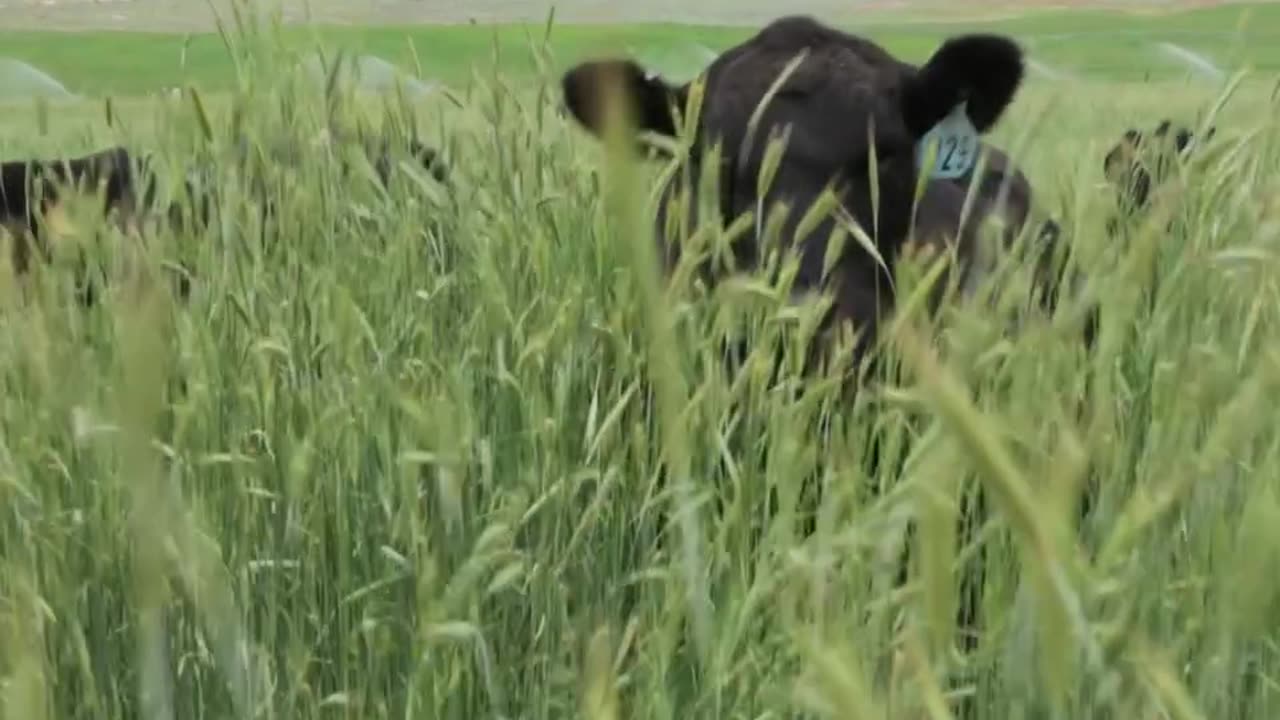 Healthy grass translates into Nutrient Dense Beef. Best in the World! cartercountrymeats.com