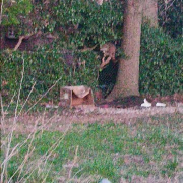 Raccoon eating.