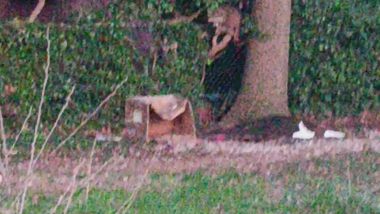 Raccoon eating.