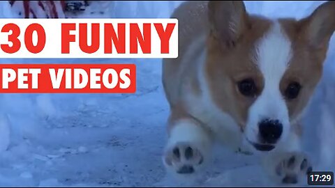 30 Funny Pet Videos Animal Compilation