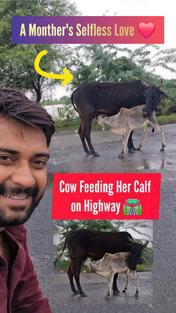 Mother’s Selfless Love ❤️ Cow Feeding Calf on Highway | Maa Ki Mamta