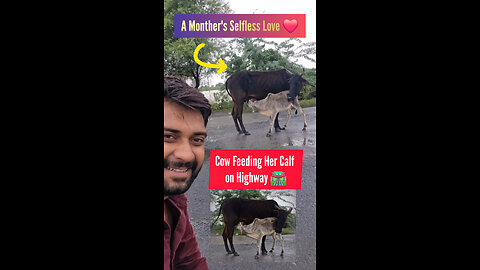 Mother’s Selfless Love ❤️ Cow Feeding Calf on Highway | Maa Ki Mamta