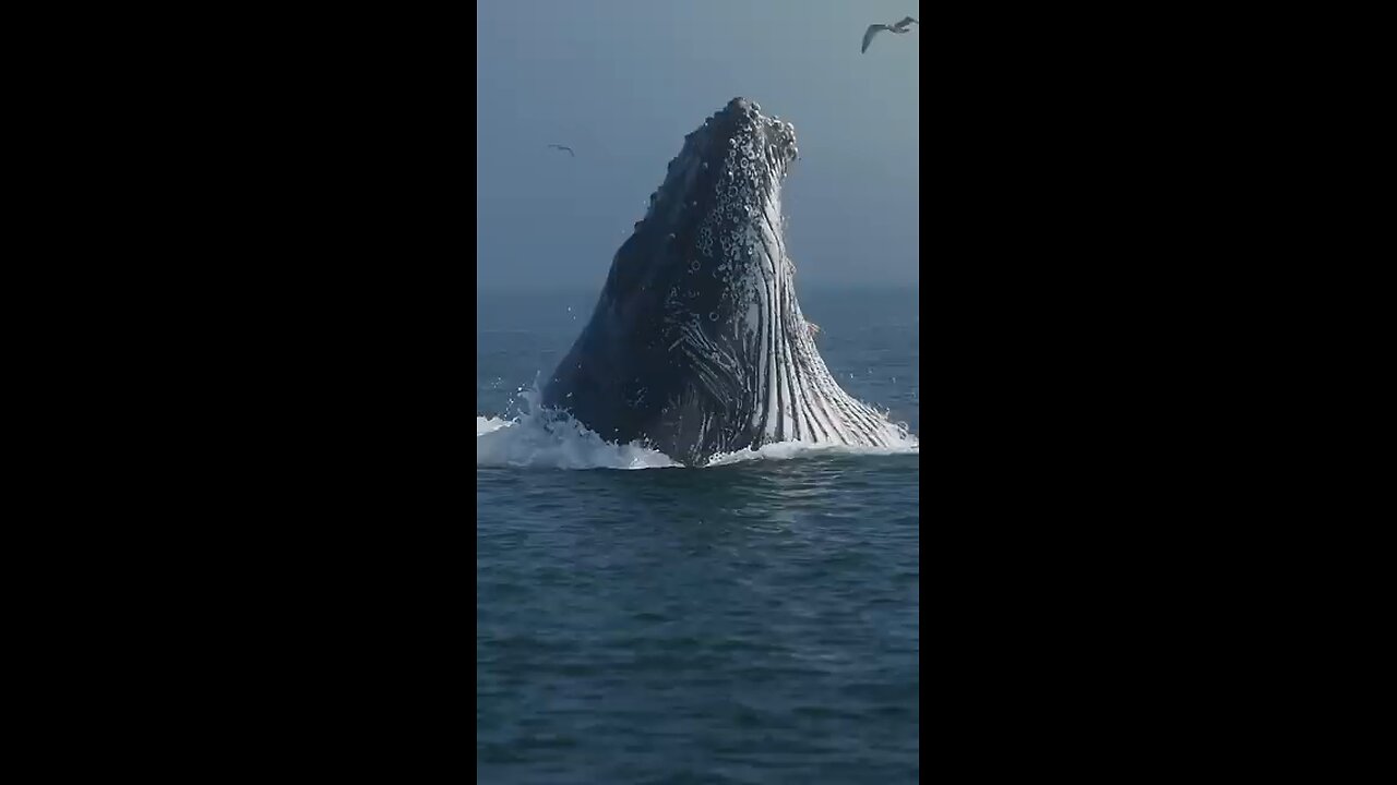big fishes