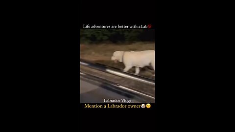 Send this video to Labrador 🦴🦮